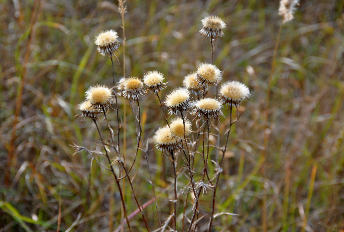 Image of Carlina biebersteinii specimen.