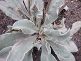 Lychnis coronaria