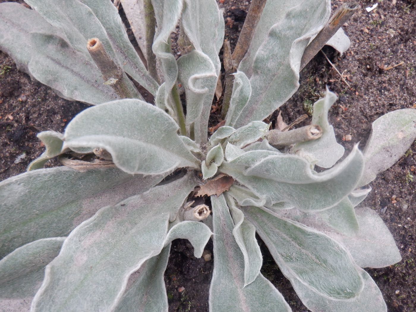 Image of Lychnis coronaria specimen.