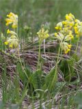 Primula veris. Цветущее растение. Ленинградская обл., Волосовский р-н, окр. дер. Пятая Гора, суходольный разнотравно-злаковый луг у границы смешанного леса. 03.06.2020.