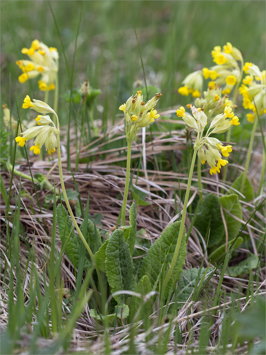 Изображение особи Primula veris.