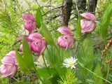 Cypripedium macranthos. Куртина цветущих растений. Красноярский край, Эвенкийский р-н, государственный природный заповедник \"Тунгусский\", сосновый лес. 01.07.2012.