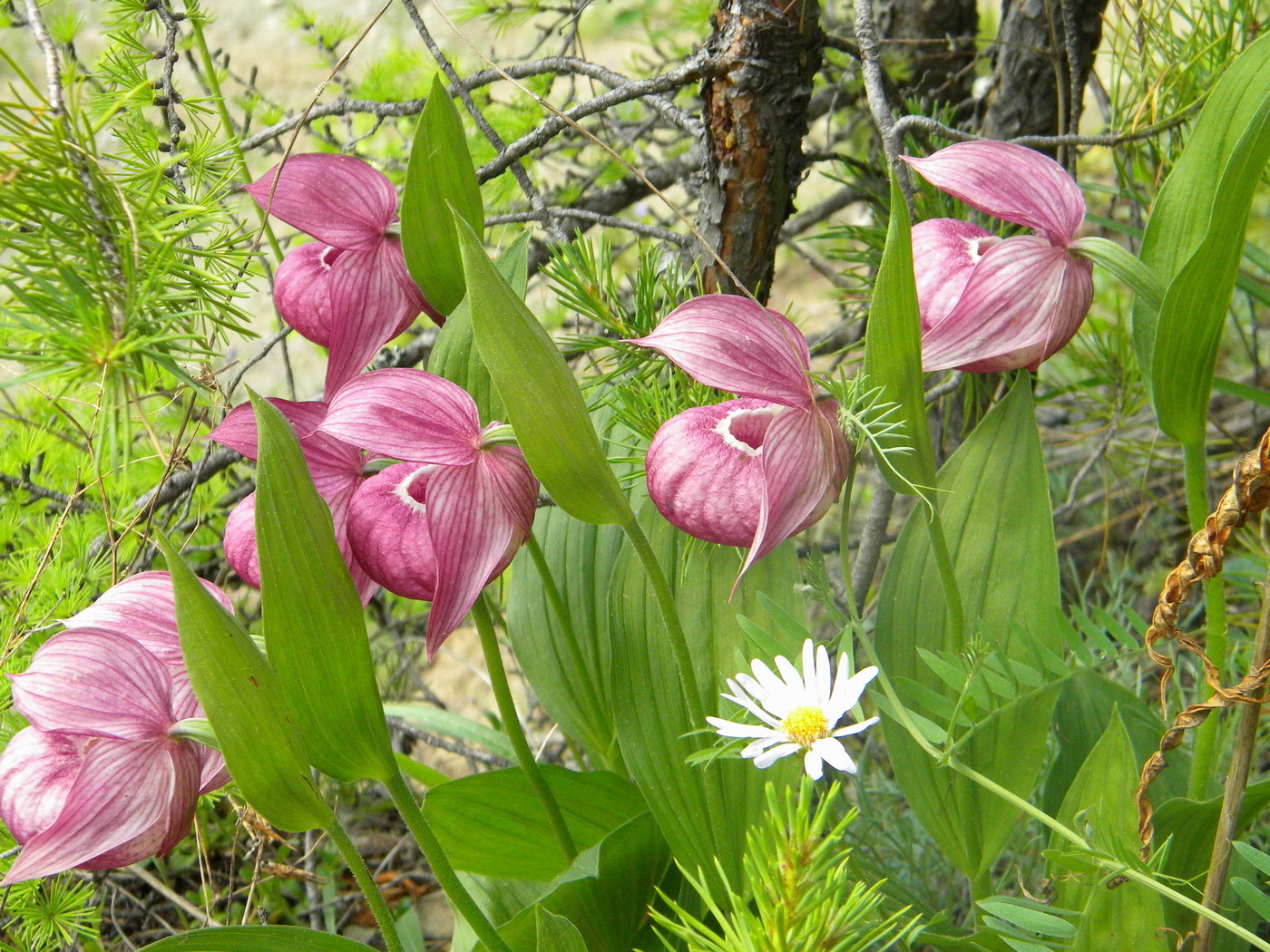 Изображение особи Cypripedium macranthos.