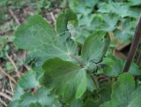 Aquilegia vulgaris. Поражённый лист. Краснодарский край, Абинский р-н, ст-ца Холмская, у жилья. 01.05.2020.