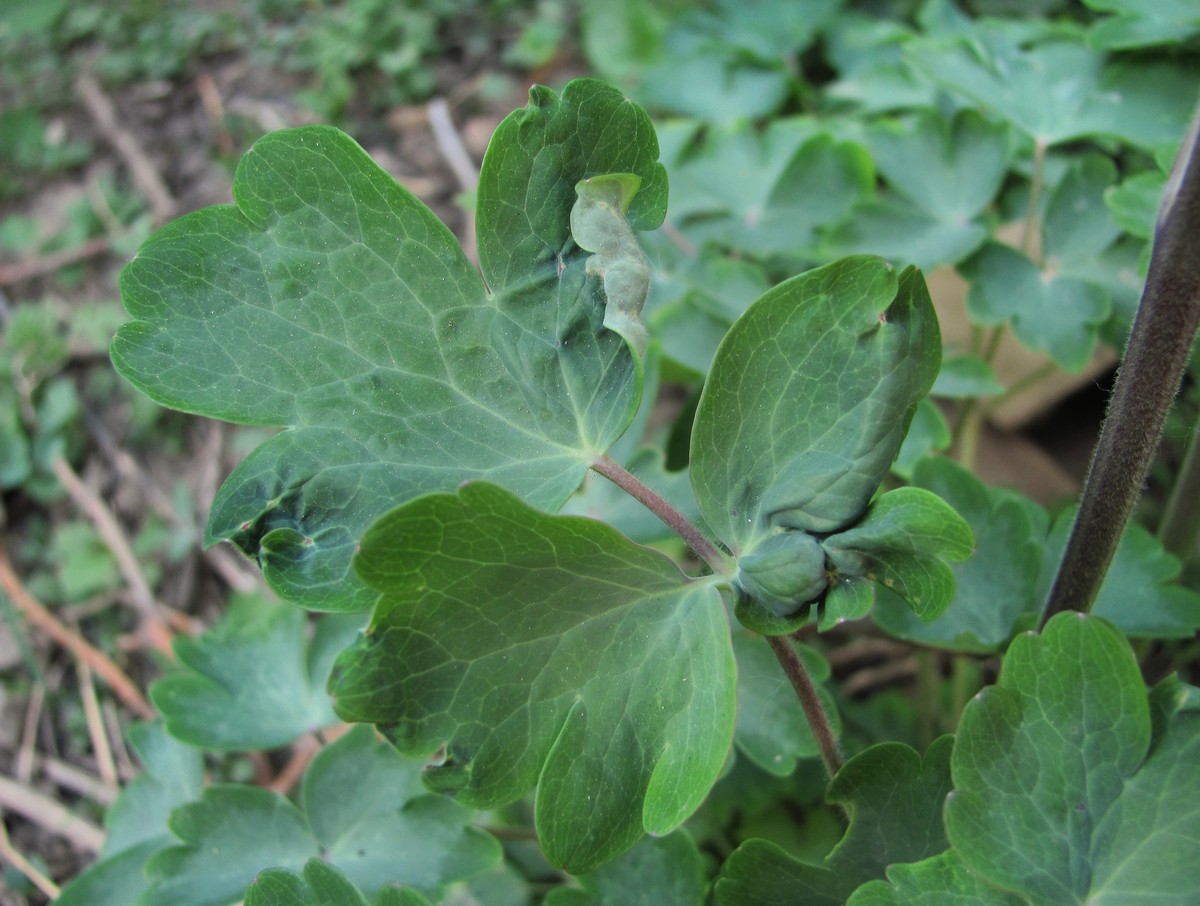 Изображение особи Aquilegia vulgaris.