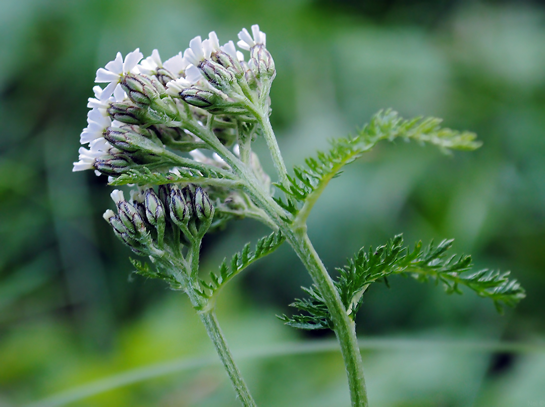 Изображение особи род Achillea.