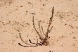 Reseda subspecies decursiva
