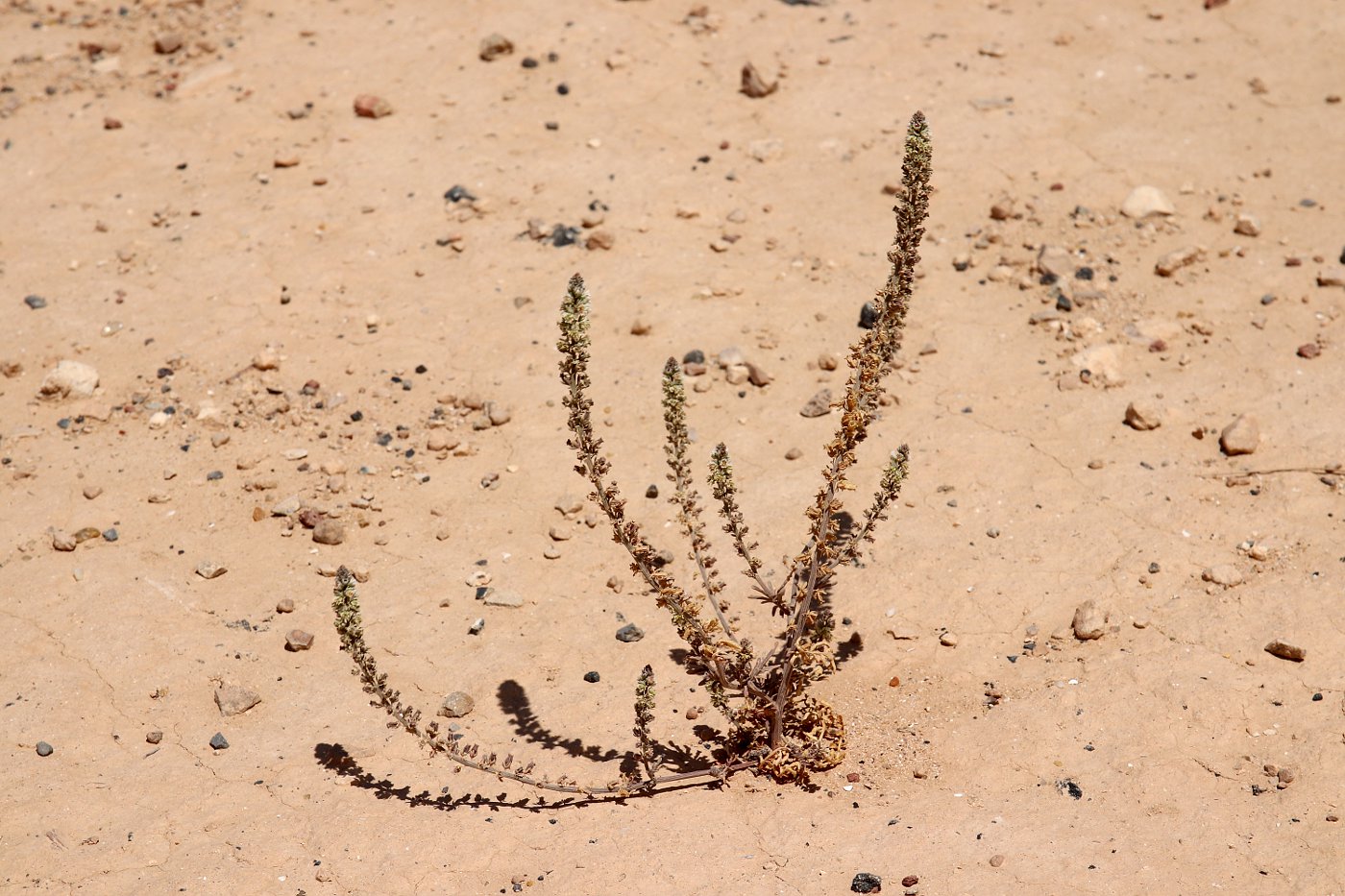 Image of Reseda alba ssp. decursiva specimen.