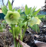 Helleborus caucasicus