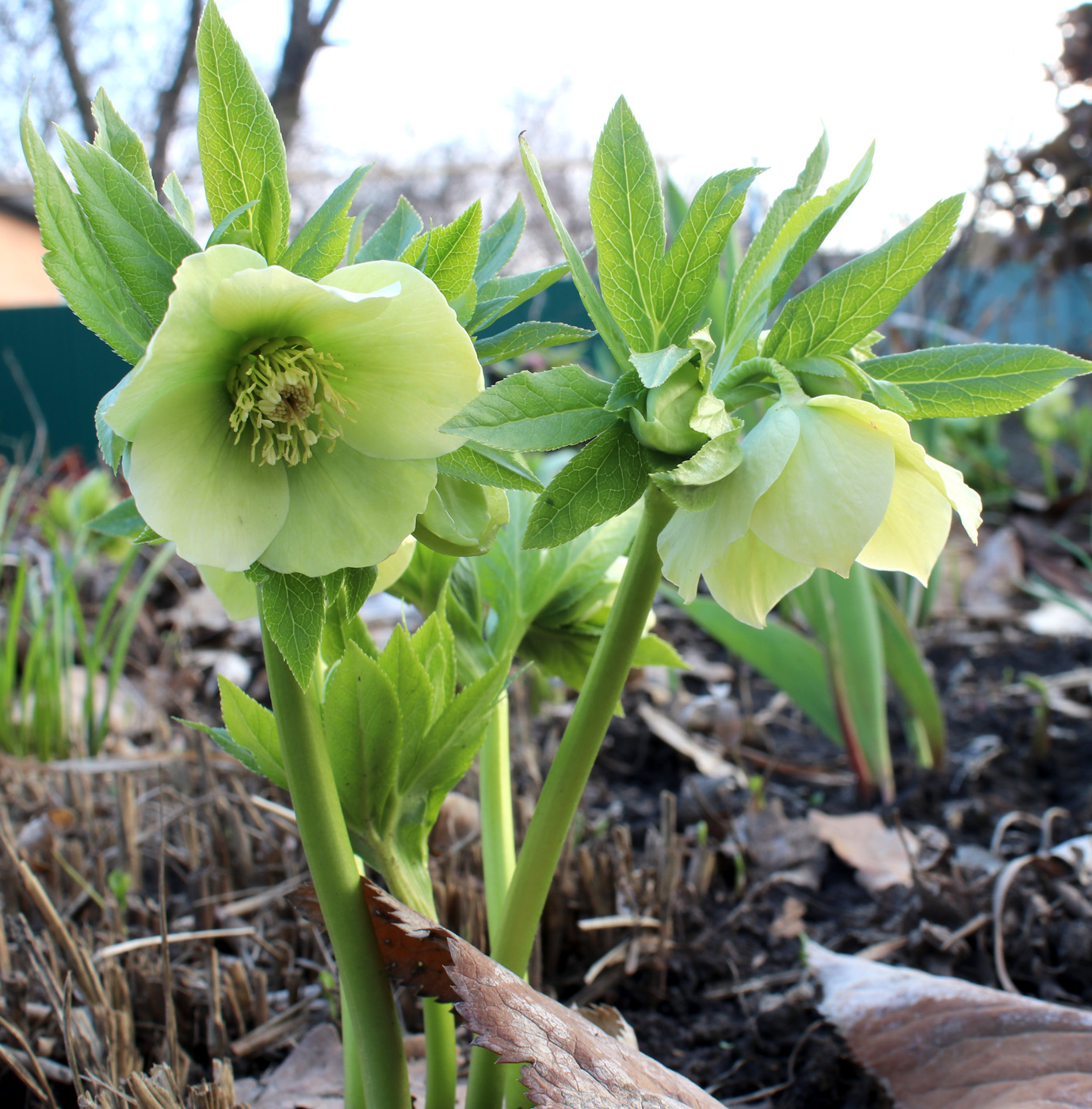 Image of Helleborus caucasicus specimen.