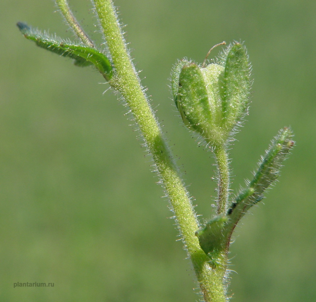 Image of Veronica praecox specimen.