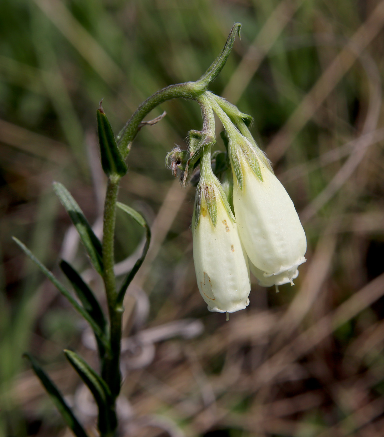 Image of Onosma simplicissima specimen.