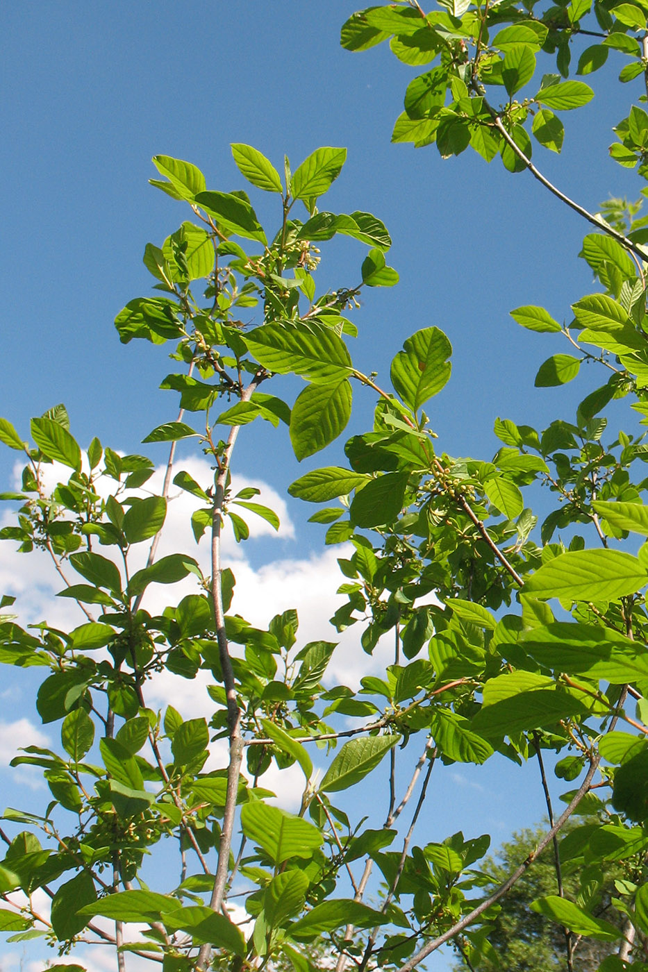 Изображение особи Frangula alnus.