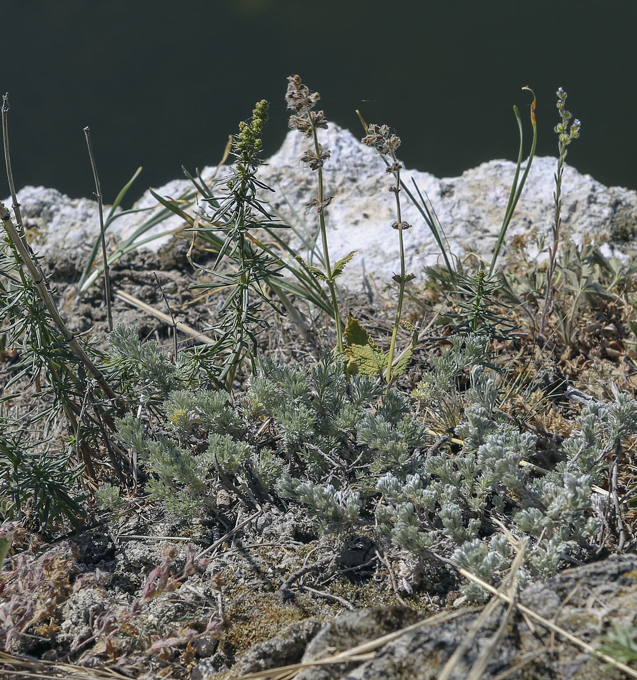 Image of Artemisia frigida specimen.