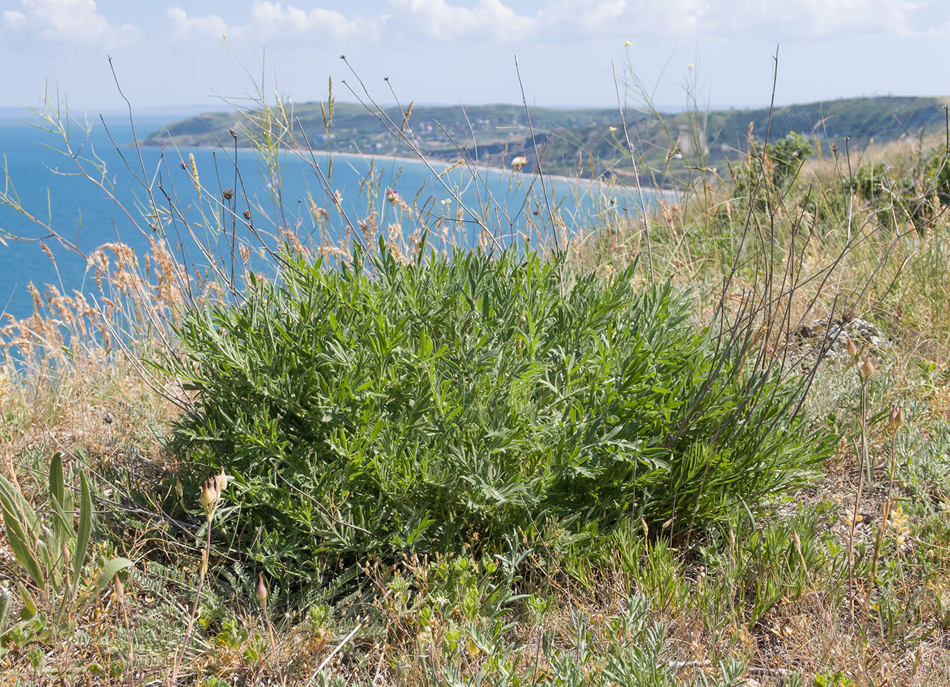 Изображение особи Cephalaria uralensis.