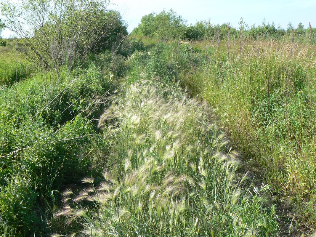 Image of Hordeum jubatum specimen.