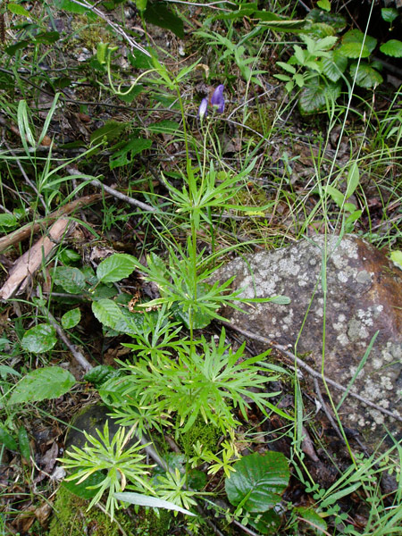 Изображение особи род Aconitum.