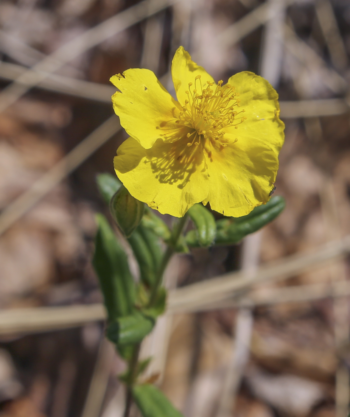 Image of Helianthemum nummularium specimen.