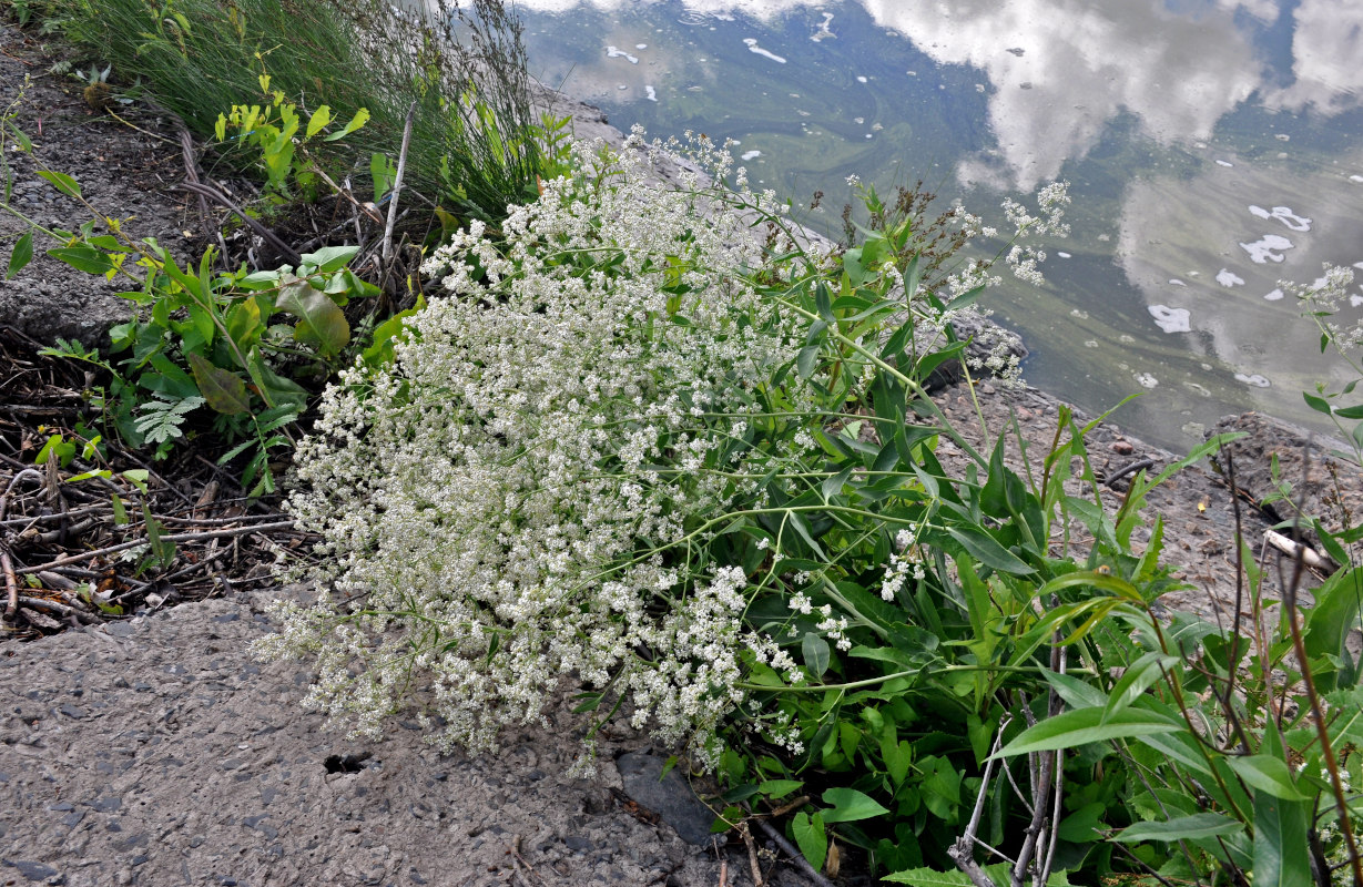 Изображение особи Lepidium latifolium.