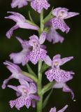 Dactylorhiza saccifera. Часть соцветия. Дагестан, Курахский р-н, окр. с. Штул, заросли кустарников в пойме реки. 27 июня 2021 г.