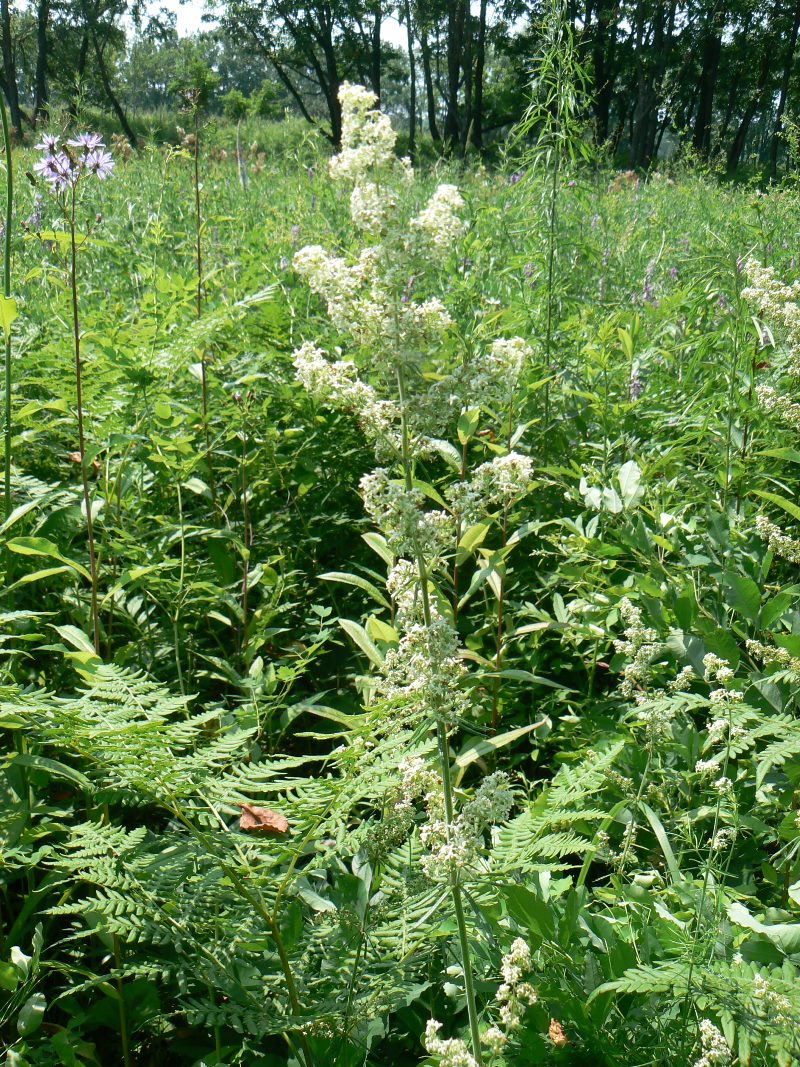 Image of Galium boreale specimen.