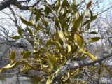 Viscum coloratum. Вегетирующее растение на ветви дерева. Хабаровский край, Хабаровский р-н, 17 км Владивостокского шоссе. 20.04.2013.