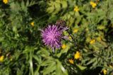 Centaurea scabiosa. Соцветие. Республика Алтай, Усть-Коксинский р-н, левый берег р. Катунь, окр. лога Ядрушка, луг. 31.07.2020.