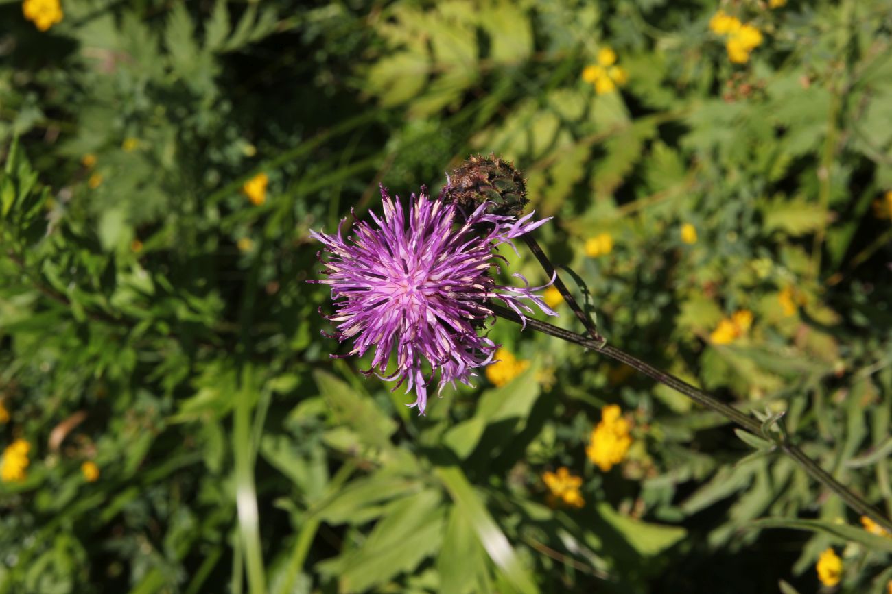 Изображение особи Centaurea scabiosa.