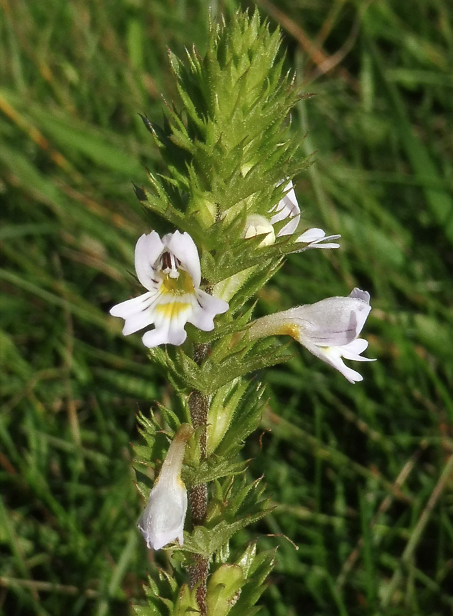 Image of Euphrasia stricta specimen.