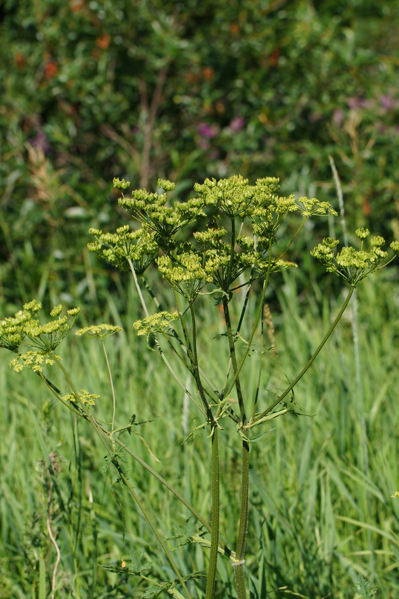 Изображение особи Heracleum sibiricum.