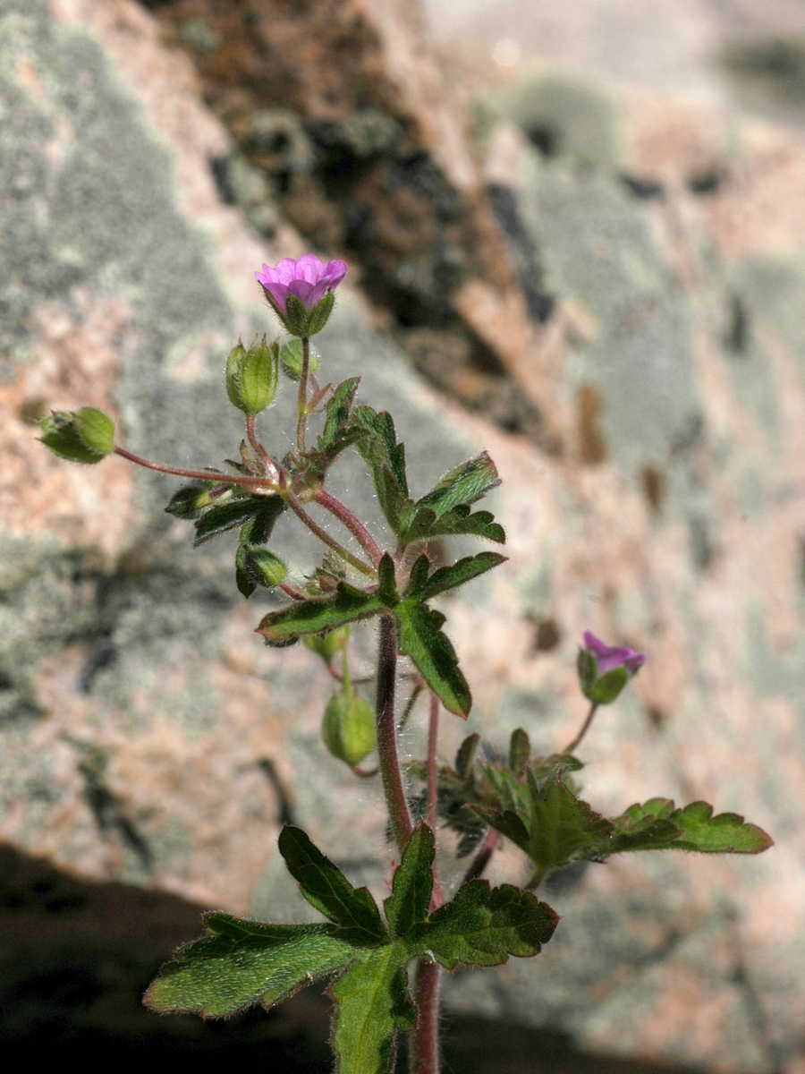 Image of Geranium divaricatum specimen.