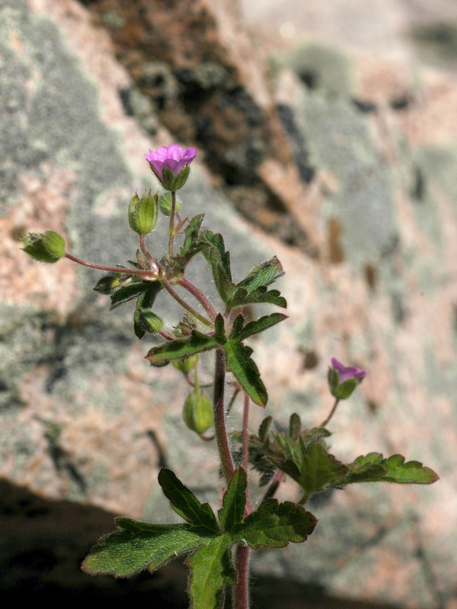 Изображение особи Geranium divaricatum.