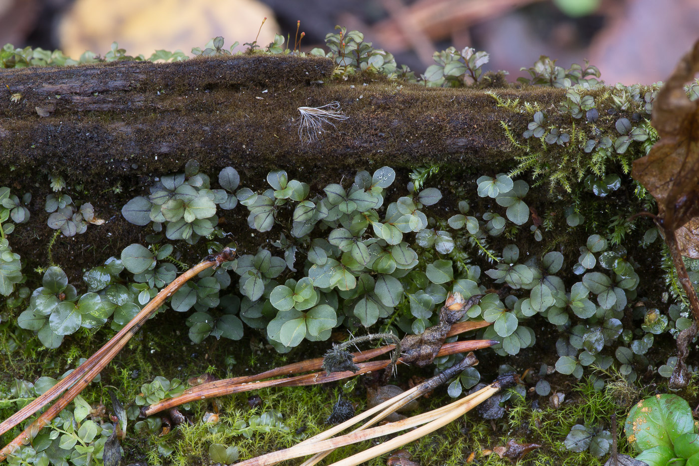 Image of genus Rhizomnium specimen.