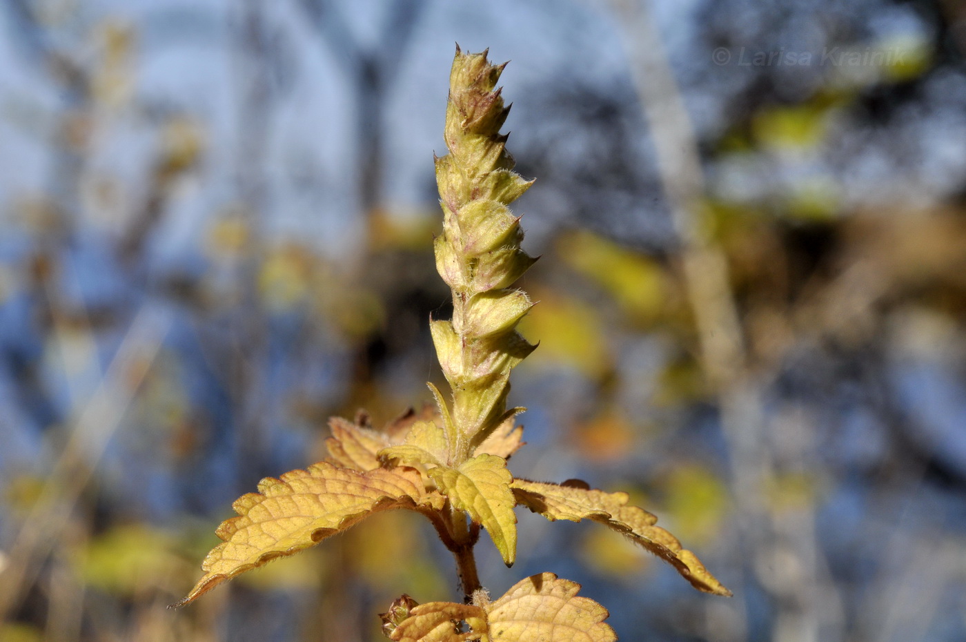 Image of Elsholtzia pseudocristata specimen.