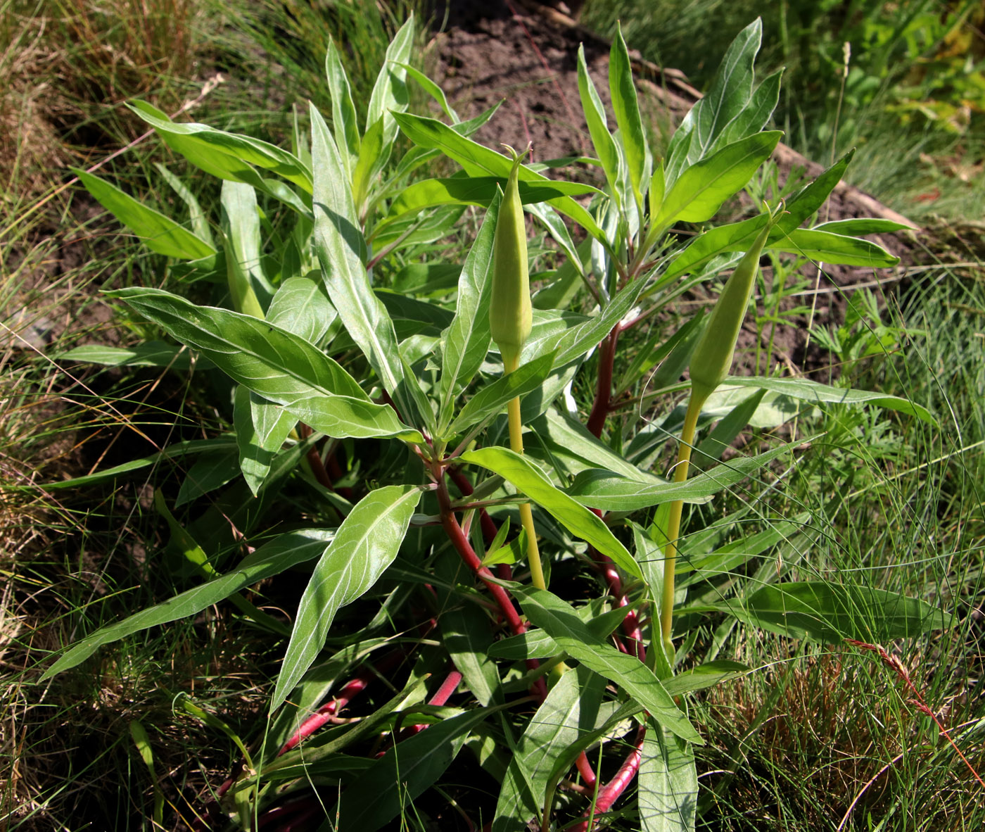 Image of Oenothera macrocarpa specimen.