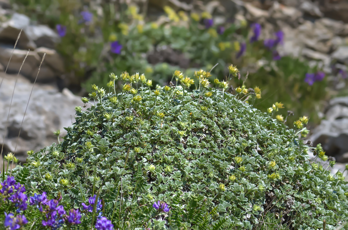 Изображение особи Potentilla oweriniana.