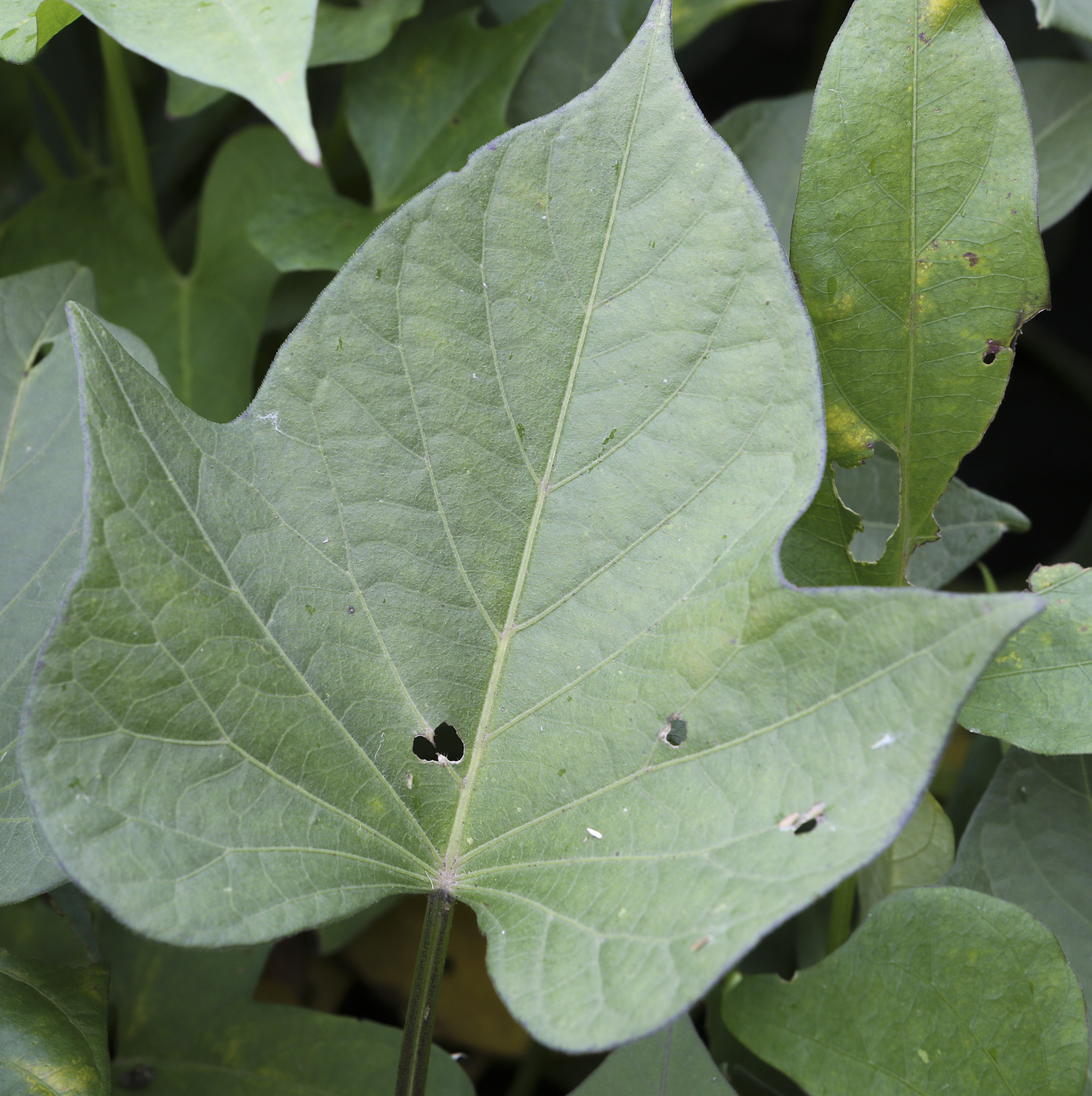 Изображение особи Ipomoea batatas.