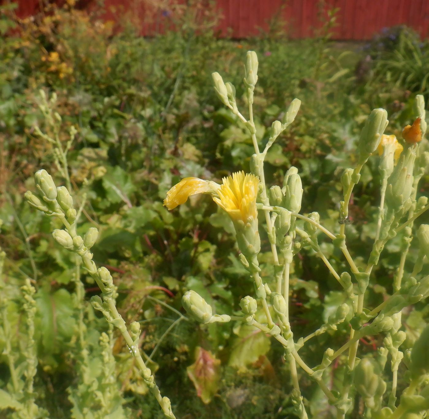 Image of Lactuca sativa specimen.