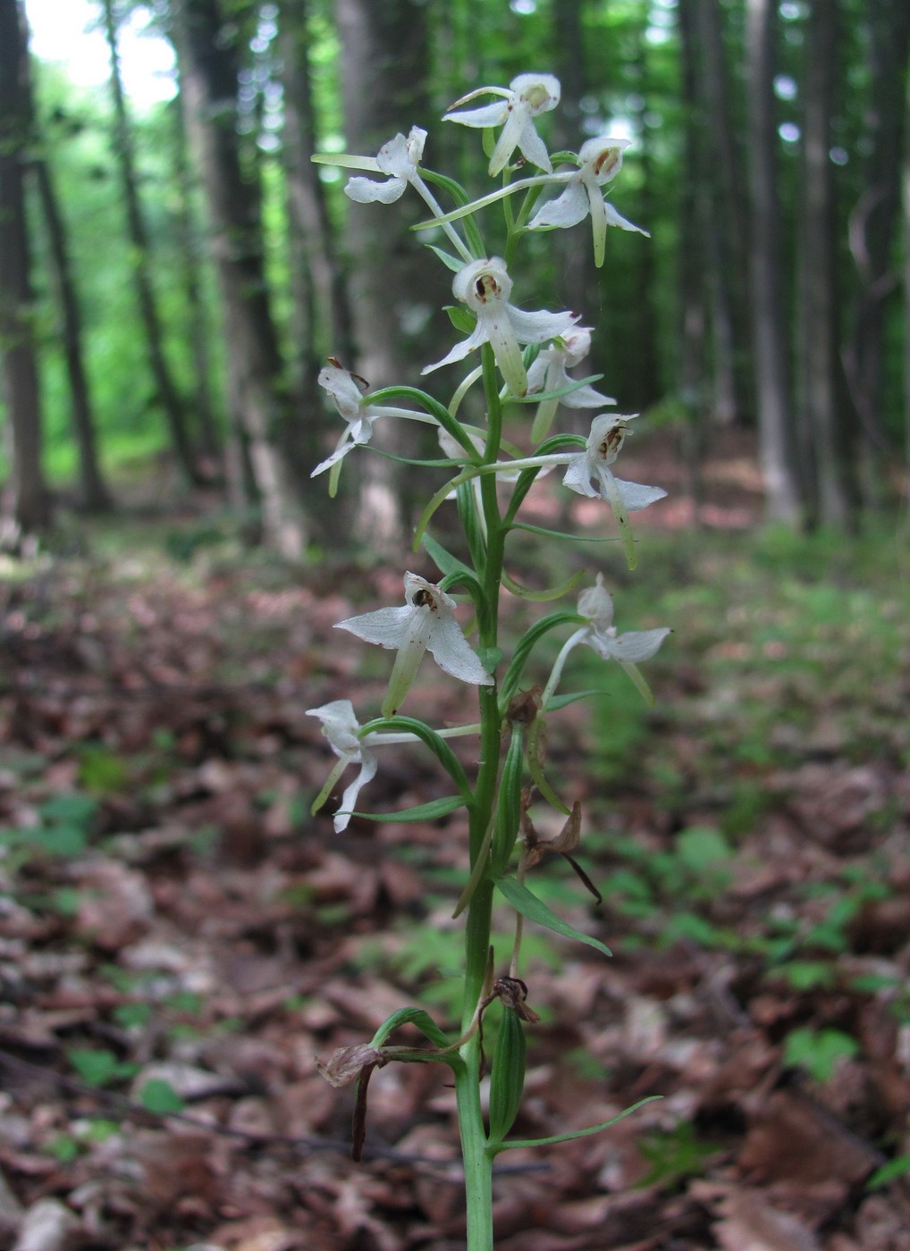 Изображение особи Platanthera bifolia.