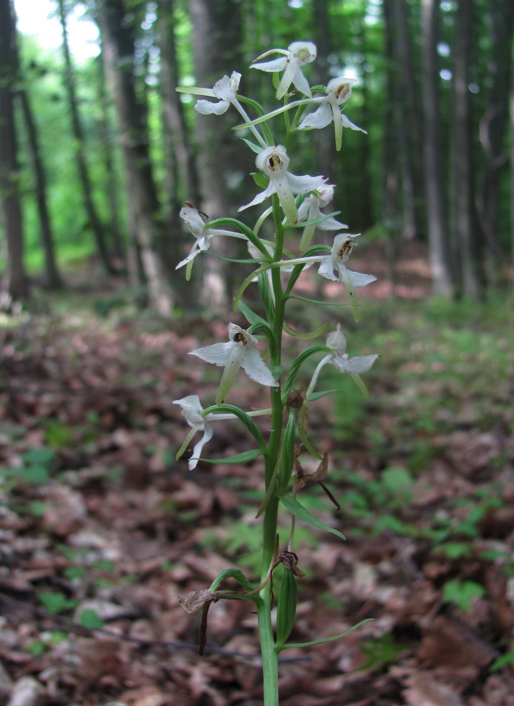 Image of Platanthera bifolia specimen.