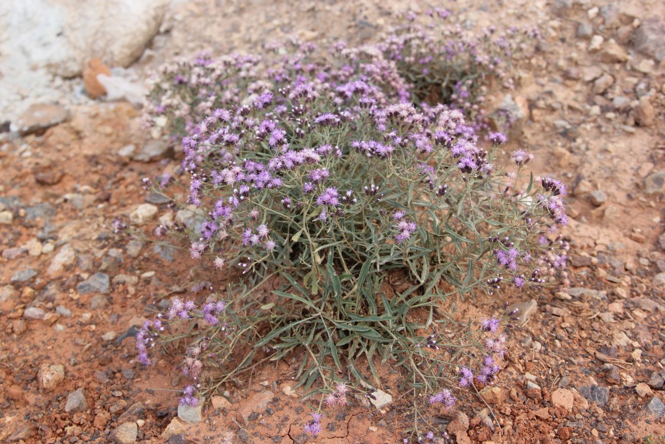 Image of Saussurea pricei specimen.