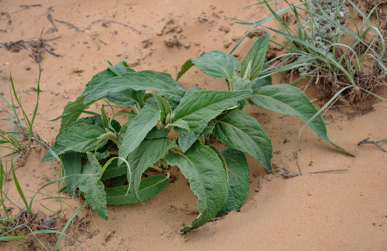 Image of Phlomis pungens specimen.