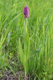 Dactylorhiza incarnata. Цветущее растение (высота — 40 см, длина соцветия — 7 см). Волгоградская обл., Серафимовичский р-н, Трясиновское с/п, окр. хут. Себряков, природный парк \"Усть-Медведицкий\", пойма р. Медведица, влажный солонцеватый луг по краю заболоченного понижения. 25 мая 2021 г.