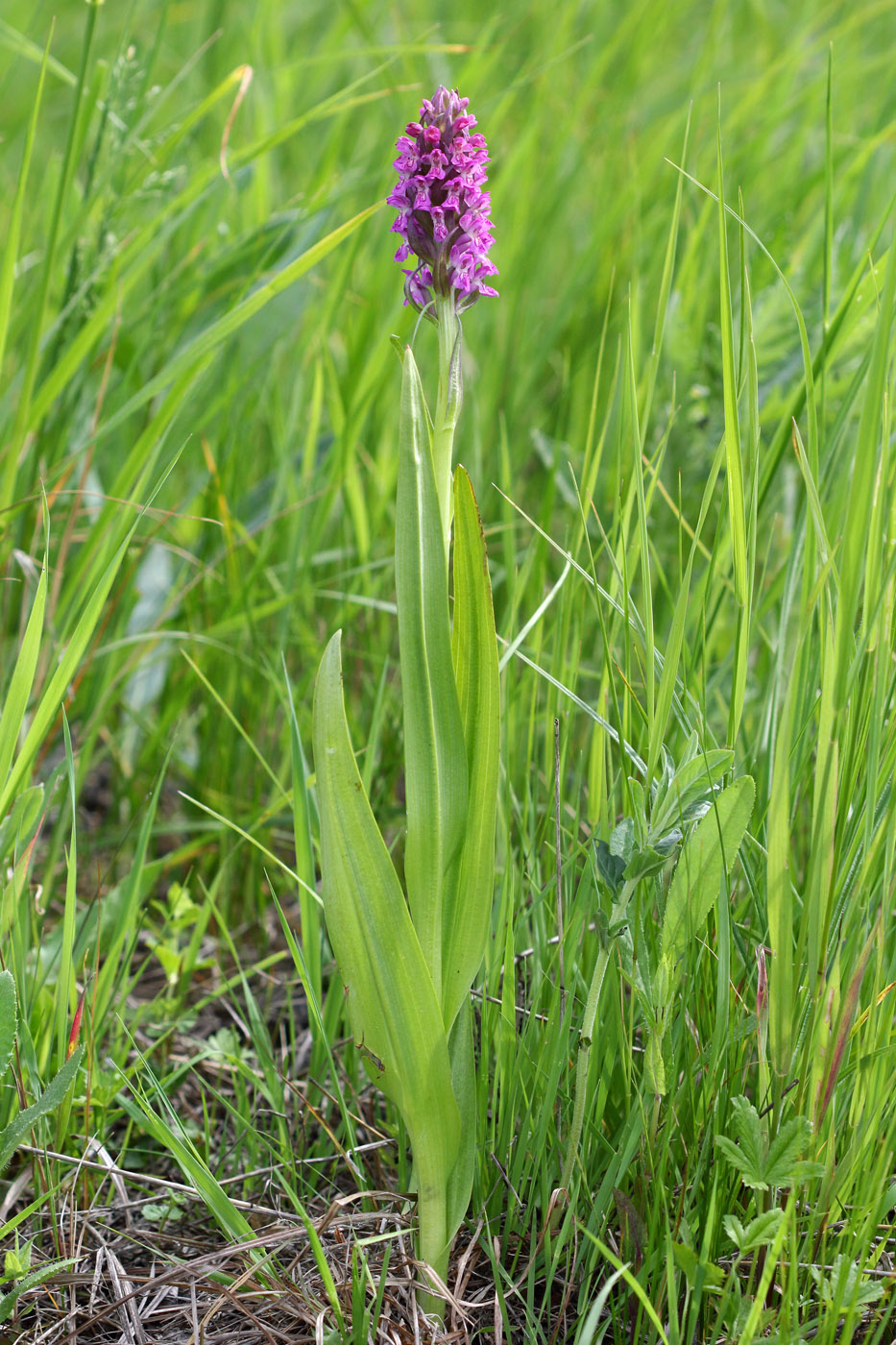 Изображение особи Dactylorhiza incarnata.