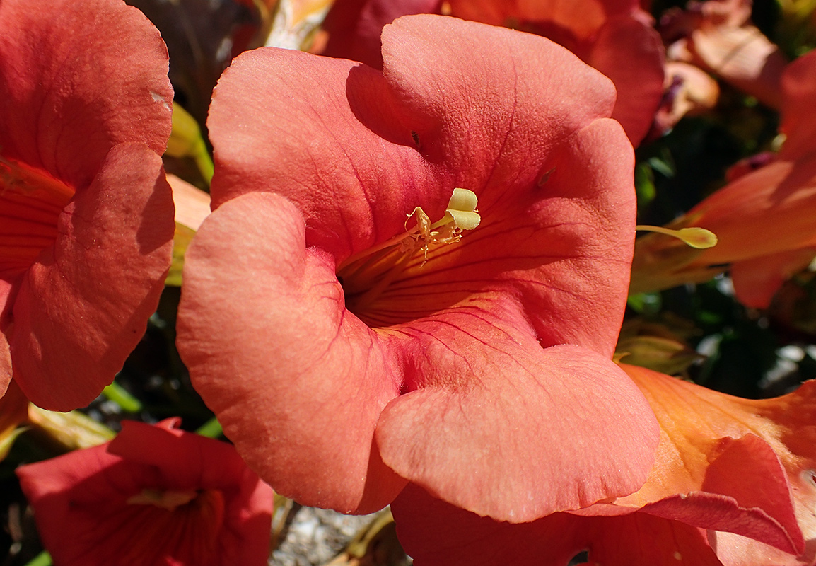 Image of Campsis grandiflora specimen.