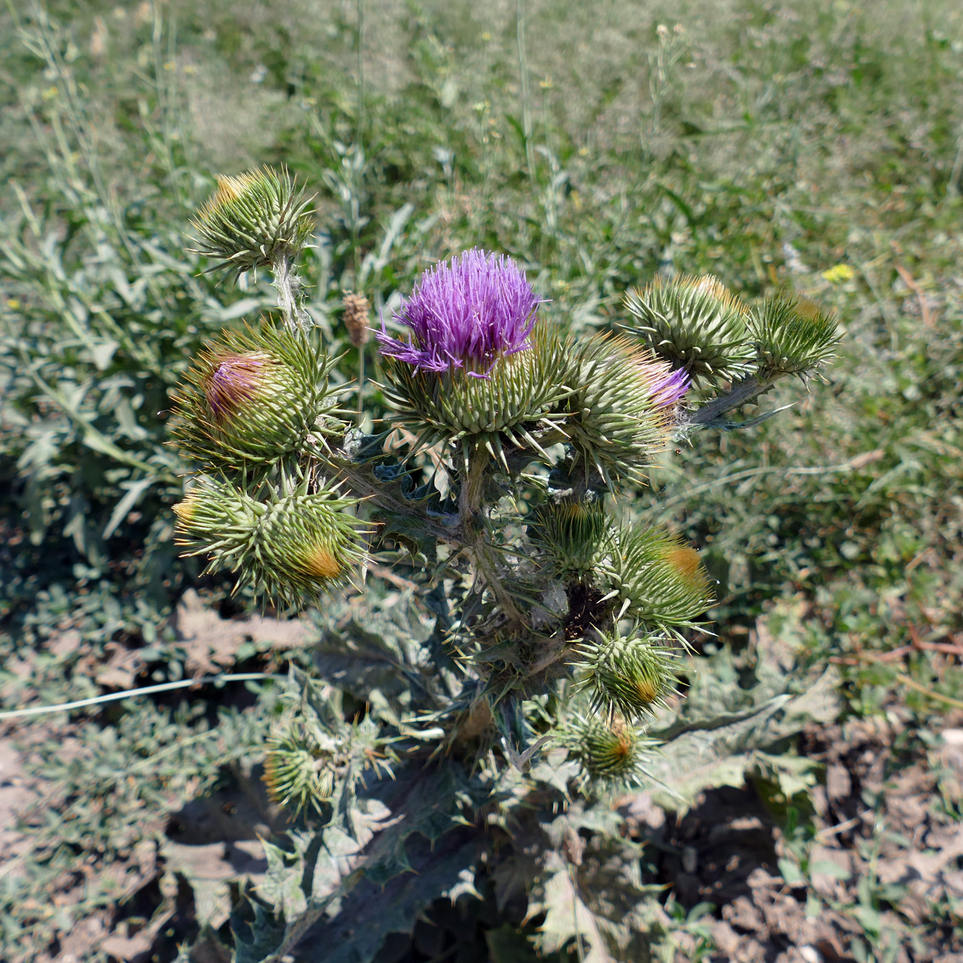 Image of Onopordum acanthium specimen.