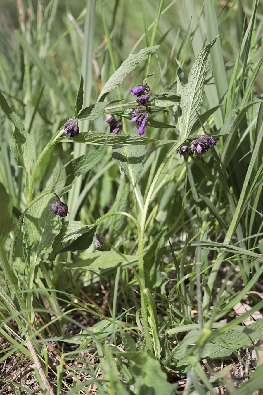 Изображение особи Symphytum officinale.