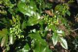 Mahonia aquifolium