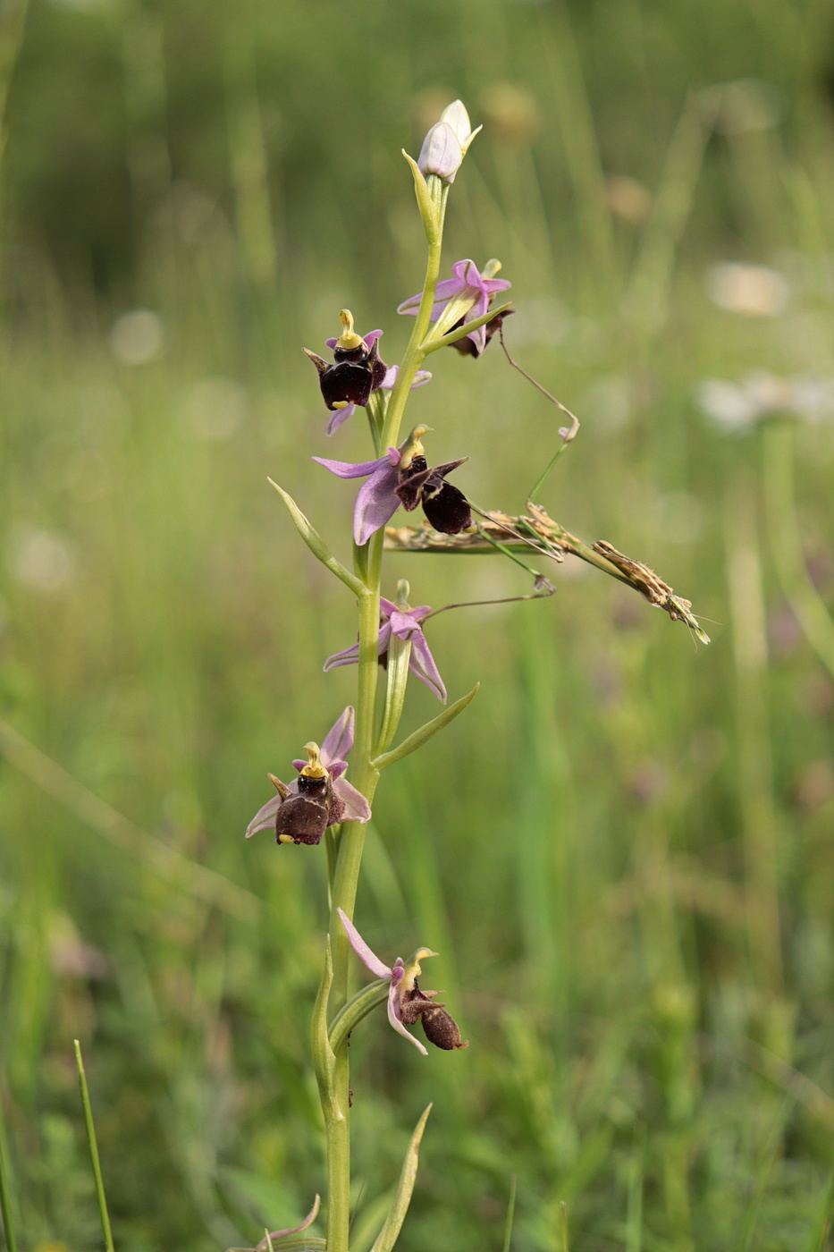 Image of Ophrys oestrifera specimen.