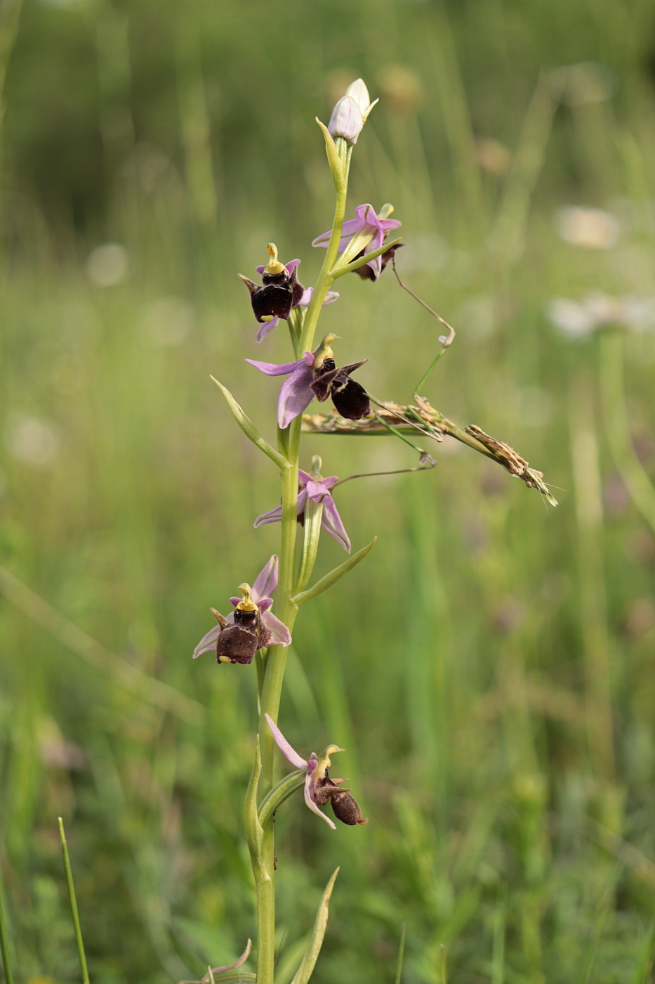 Изображение особи Ophrys oestrifera.